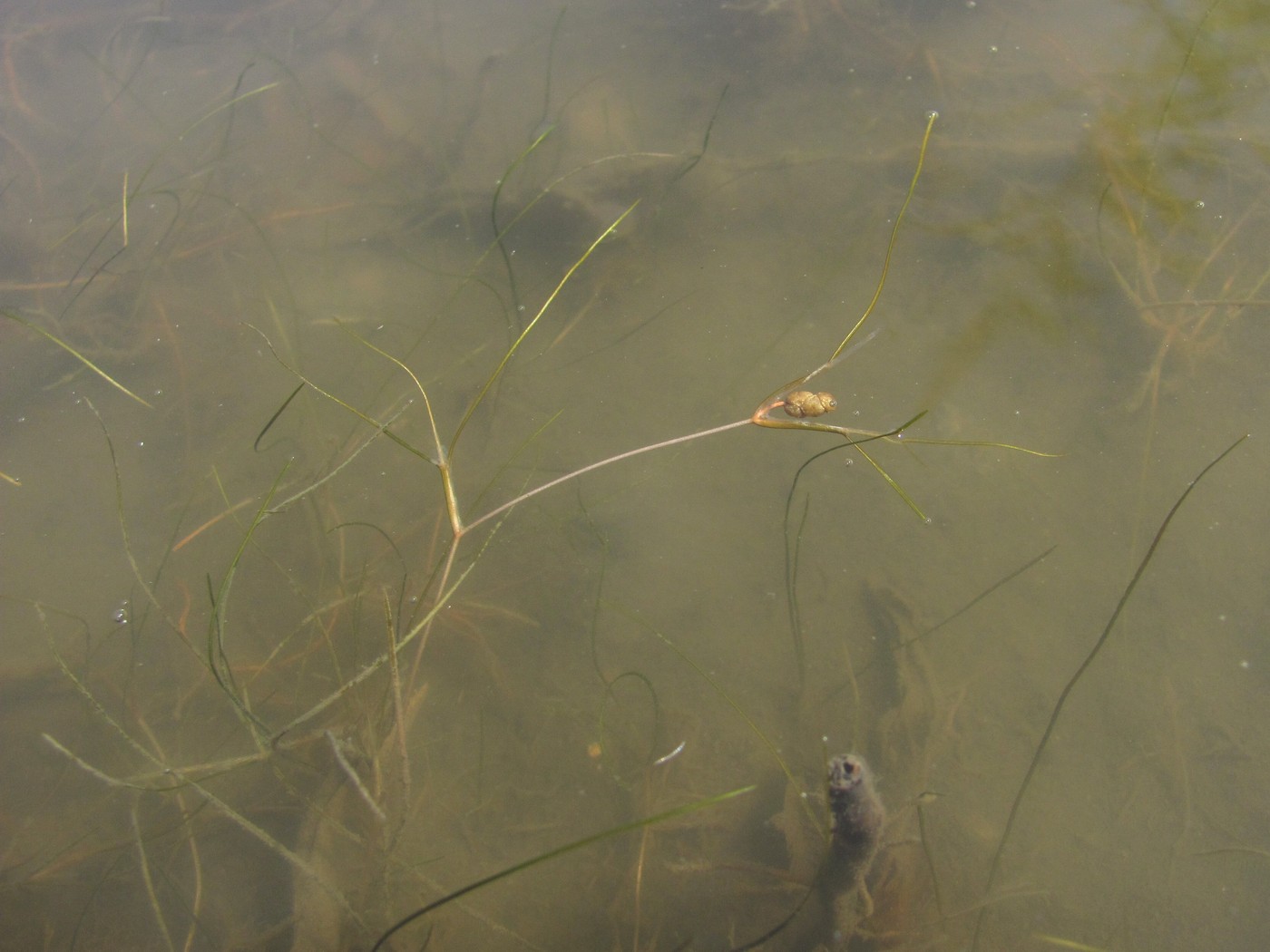 Изображение особи Potamogeton pectinatus.