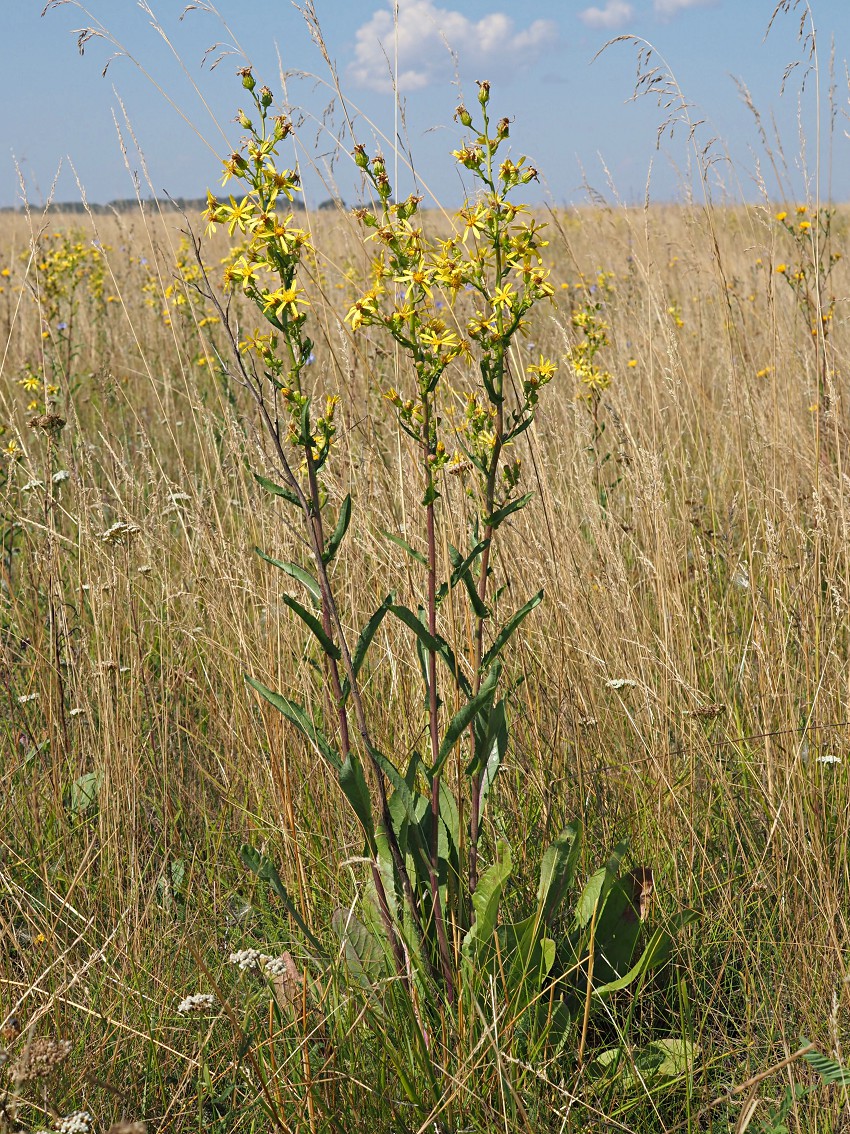 Image of Senecio paucifolius specimen.