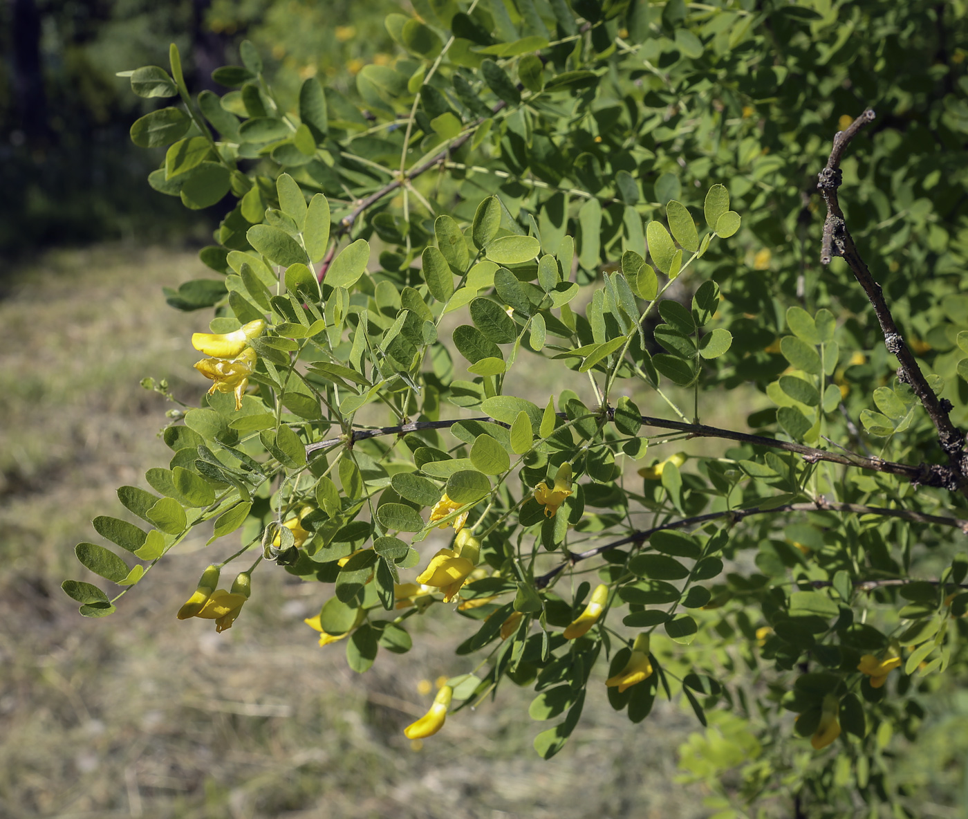 Image of Caragana arborescens specimen.