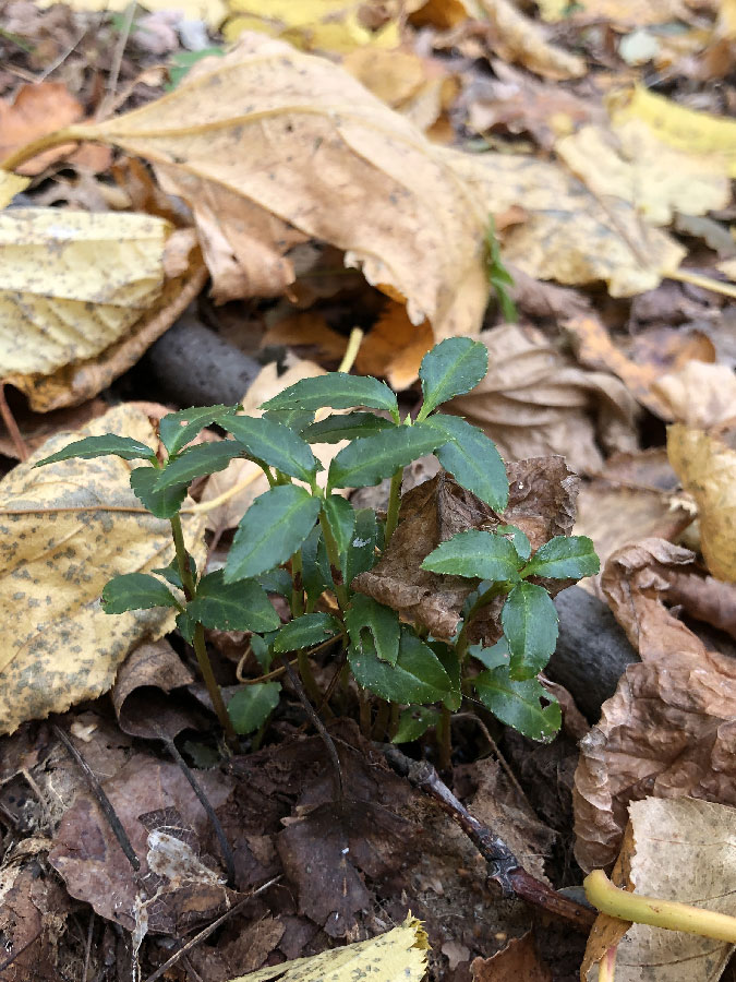 Image of Chimaphila japonica specimen.