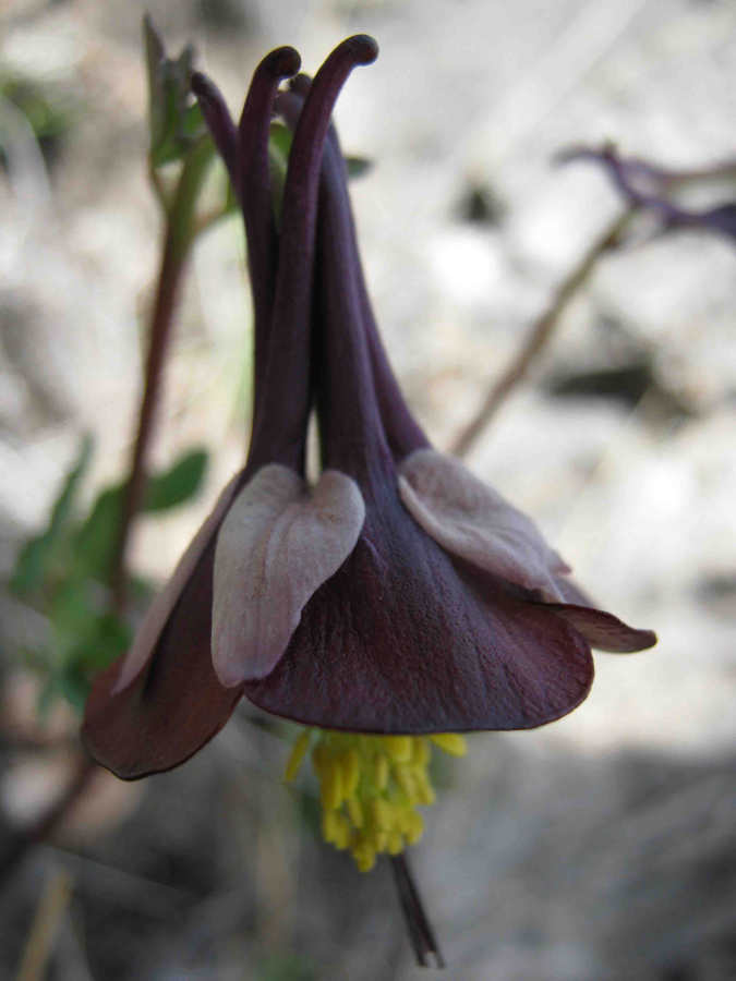 Image of Aquilegia atropurpurea specimen.