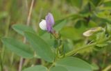 Vicia bithynica