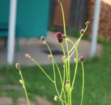 Sanguisorba officinalis. Побеги с соцветиями. Тверская обл., Весьегонск, в культуре. Происхождение: г. Тверь, Заволжский р-н, мкр-н Соминка, берег руч. Соминка, Волынское кладб., сырой назкотравный луг. 11 августа 2022 г.