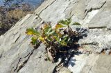 Artemisia japonica. Растение в осенней окраске. Приморский край, Шкотовский р-н, пос. Подъяпольск, скалистая оконечность мыса. 23.10.2022.