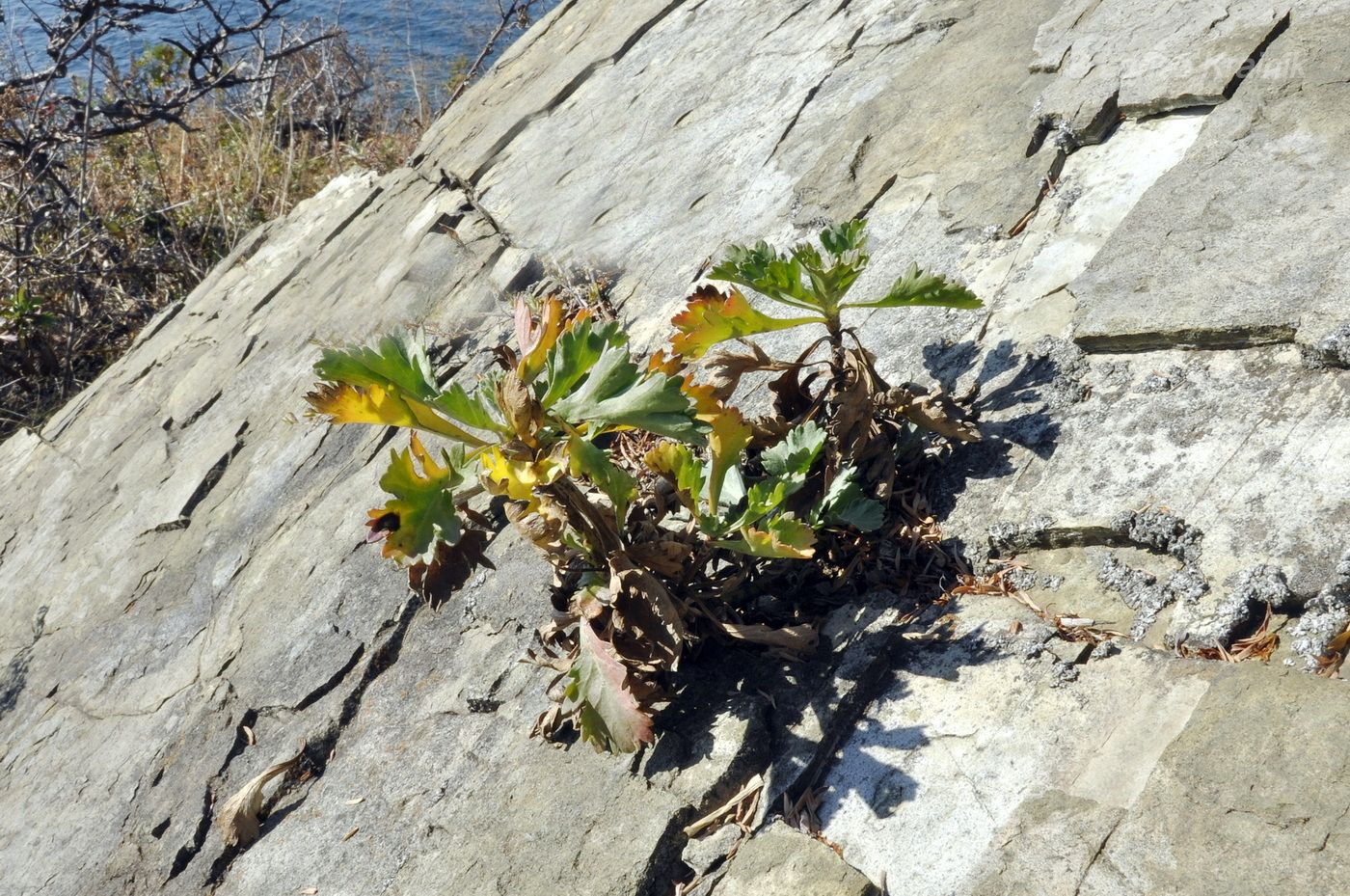 Image of Artemisia japonica specimen.