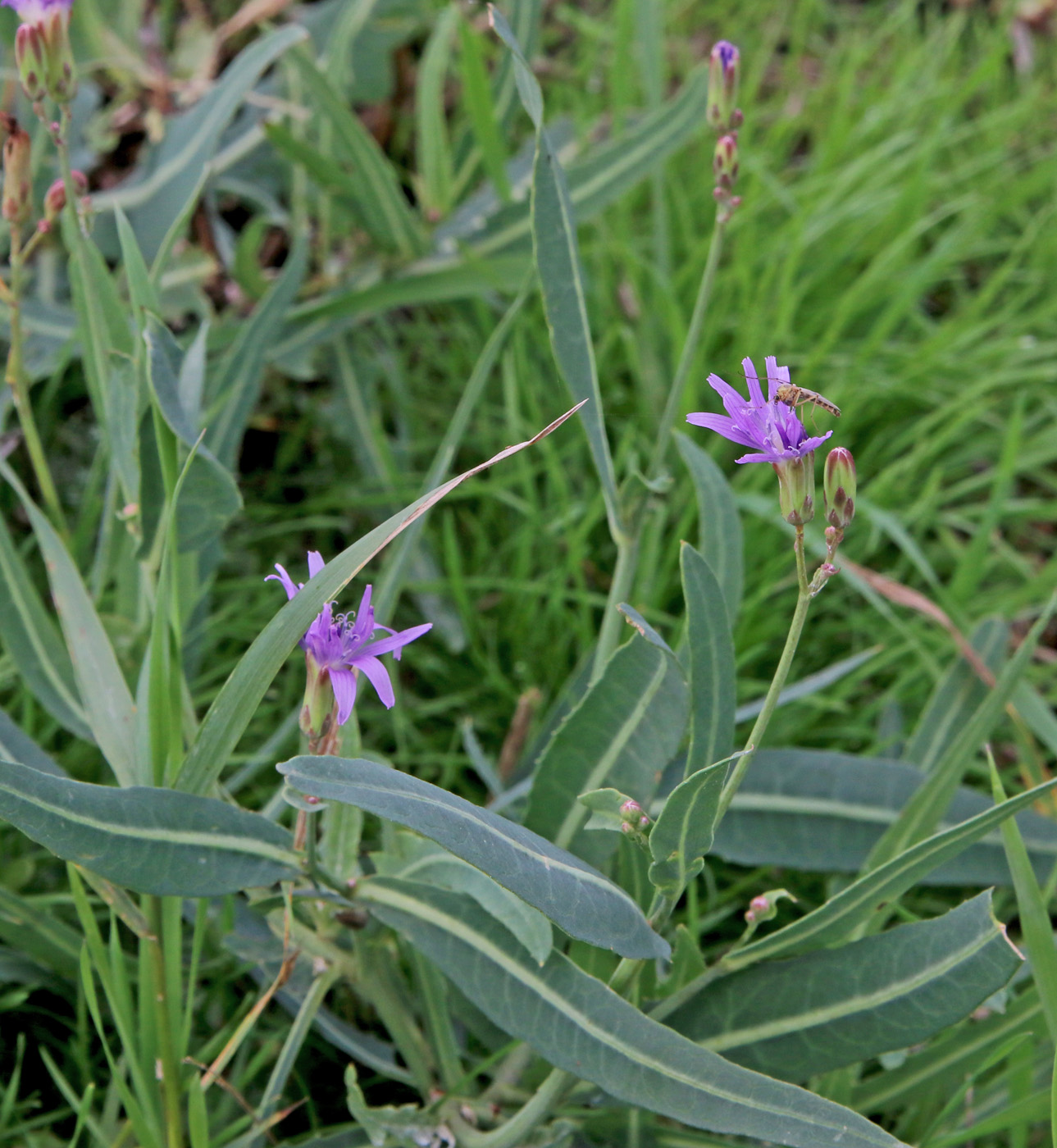 Изображение особи Lactuca tatarica.