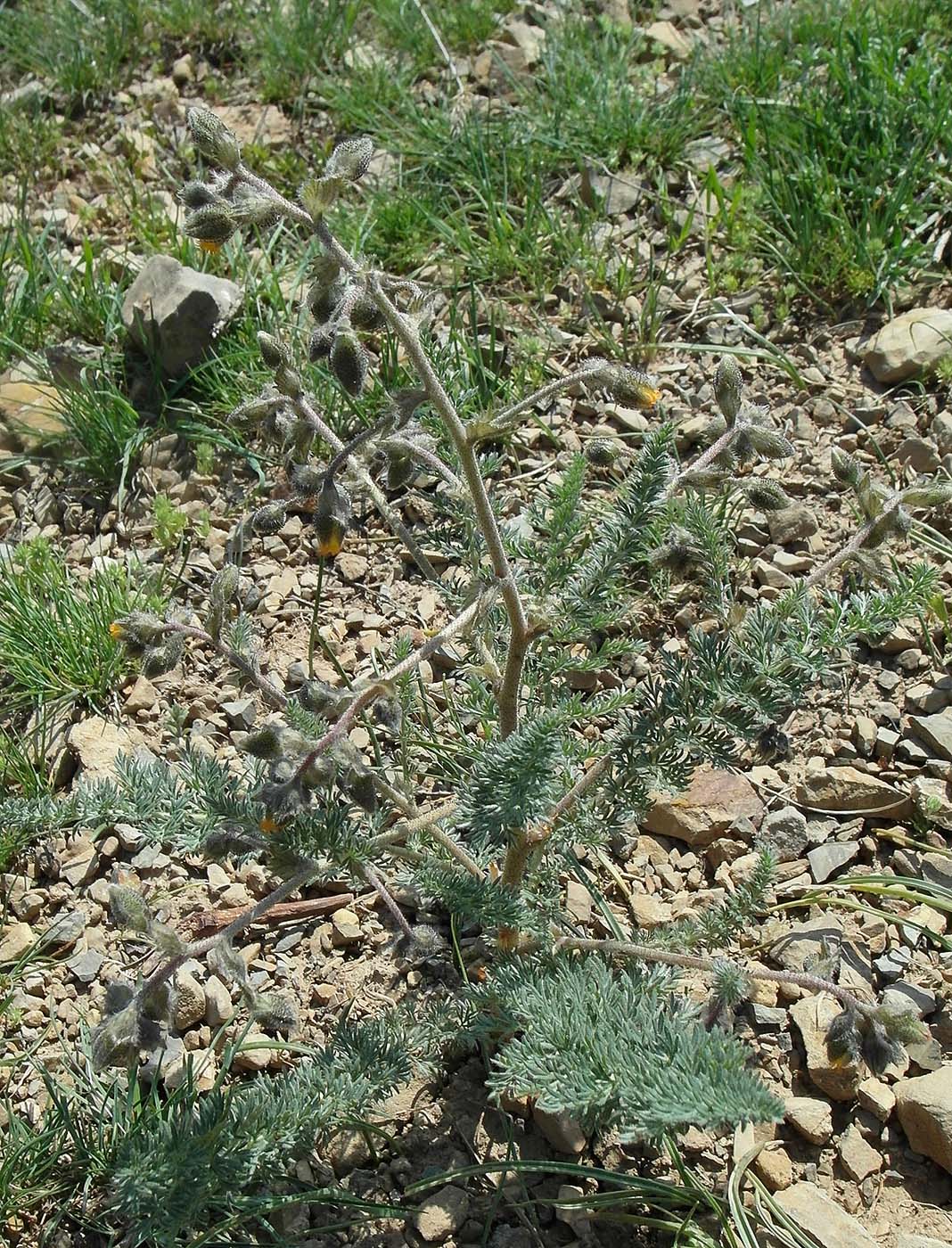 Image of Biebersteinia multifida specimen.