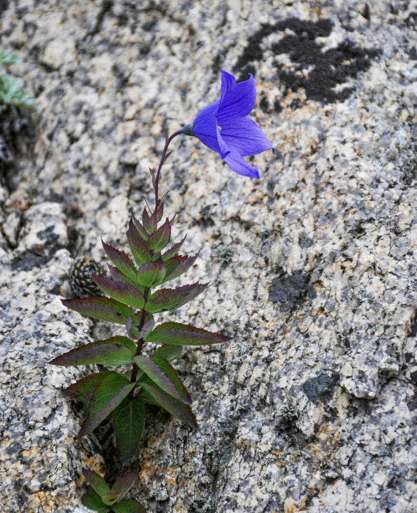 Image of Platycodon grandiflorus specimen.