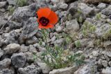 Papaver pavoninum