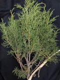 Juniperus semiglobosa