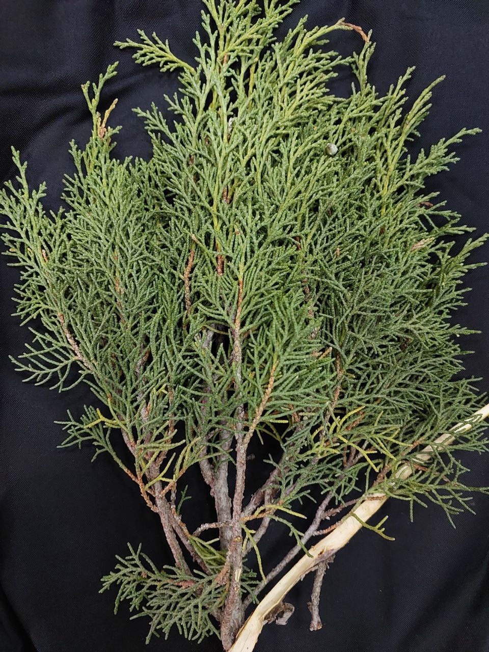 Изображение особи Juniperus semiglobosa.