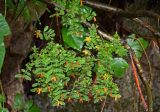 Hypericum xylosteifolium