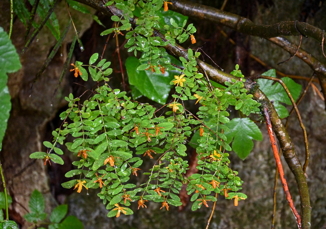 Image of Hypericum xylosteifolium specimen.