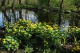 Caltha palustris