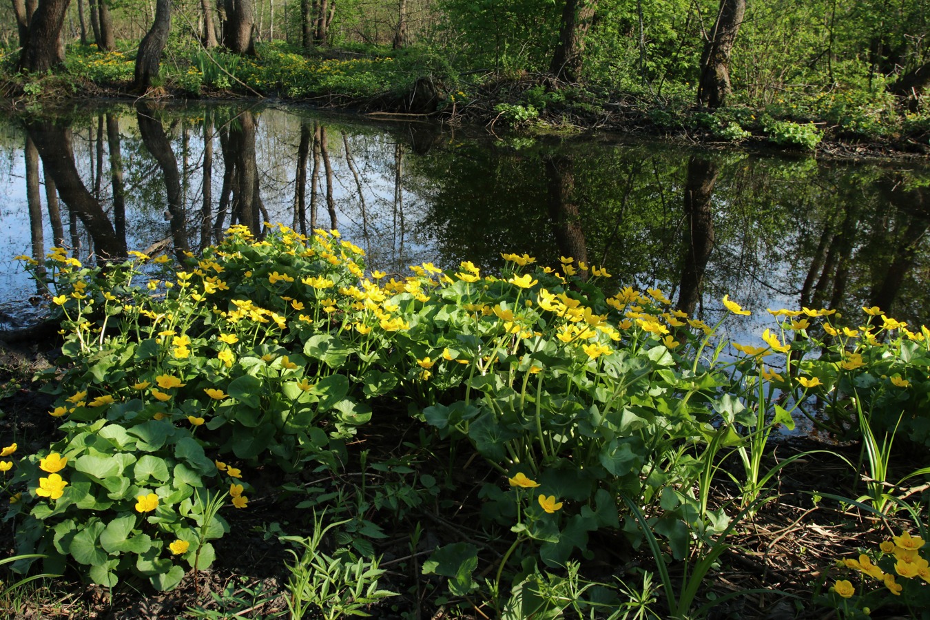 Image of Caltha palustris specimen.