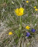 Doronicum oblongifolium