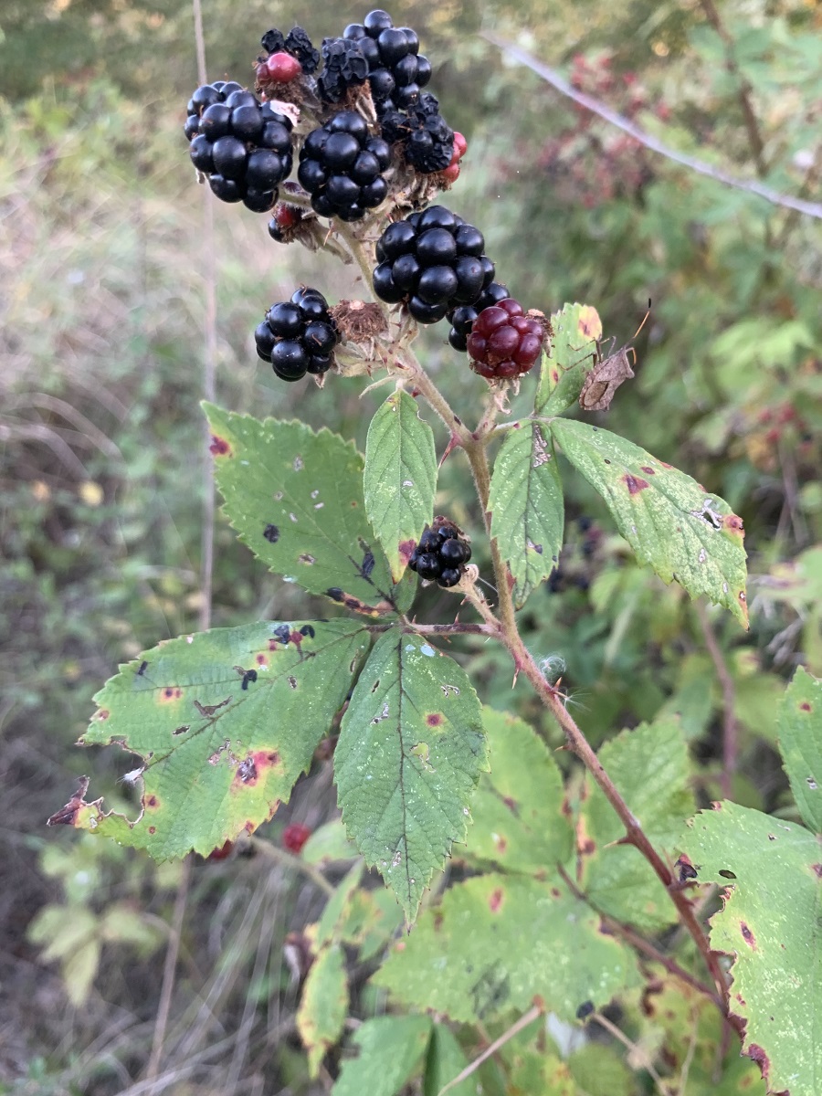 Изображение особи Rubus sanctus.