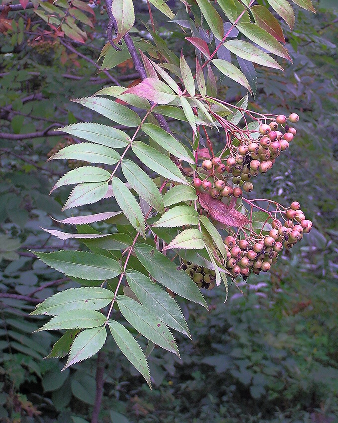 Изображение особи Sorbus amurensis.