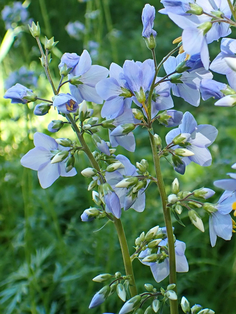 Изображение особи Polemonium chinense.