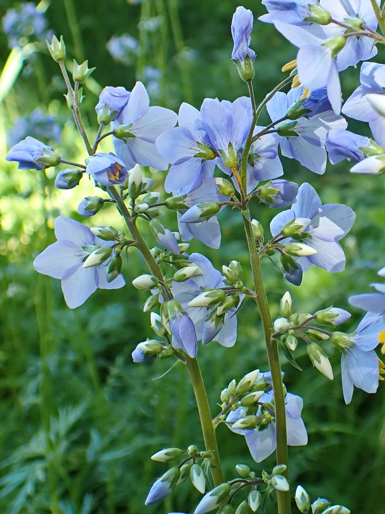 Image of Polemonium chinense specimen.