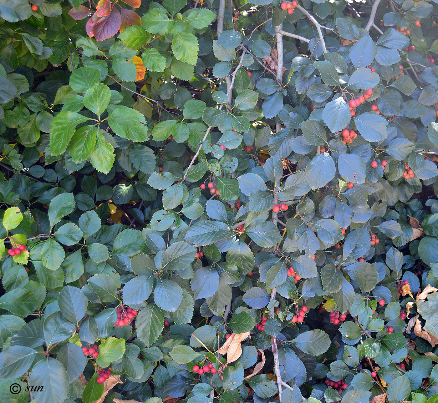 Image of Crataegus chrysocarpa var. rotundifolia specimen.