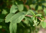 Spiraea media