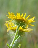 Inula britannica. Верхушка побега с соцветием. Республика Саха (Якутия), Хангаласский улус, левый берег р. Сиинэ (Синяя) выше устья р. Сылбах, каменистый пойменный луг. 28.07.2023.