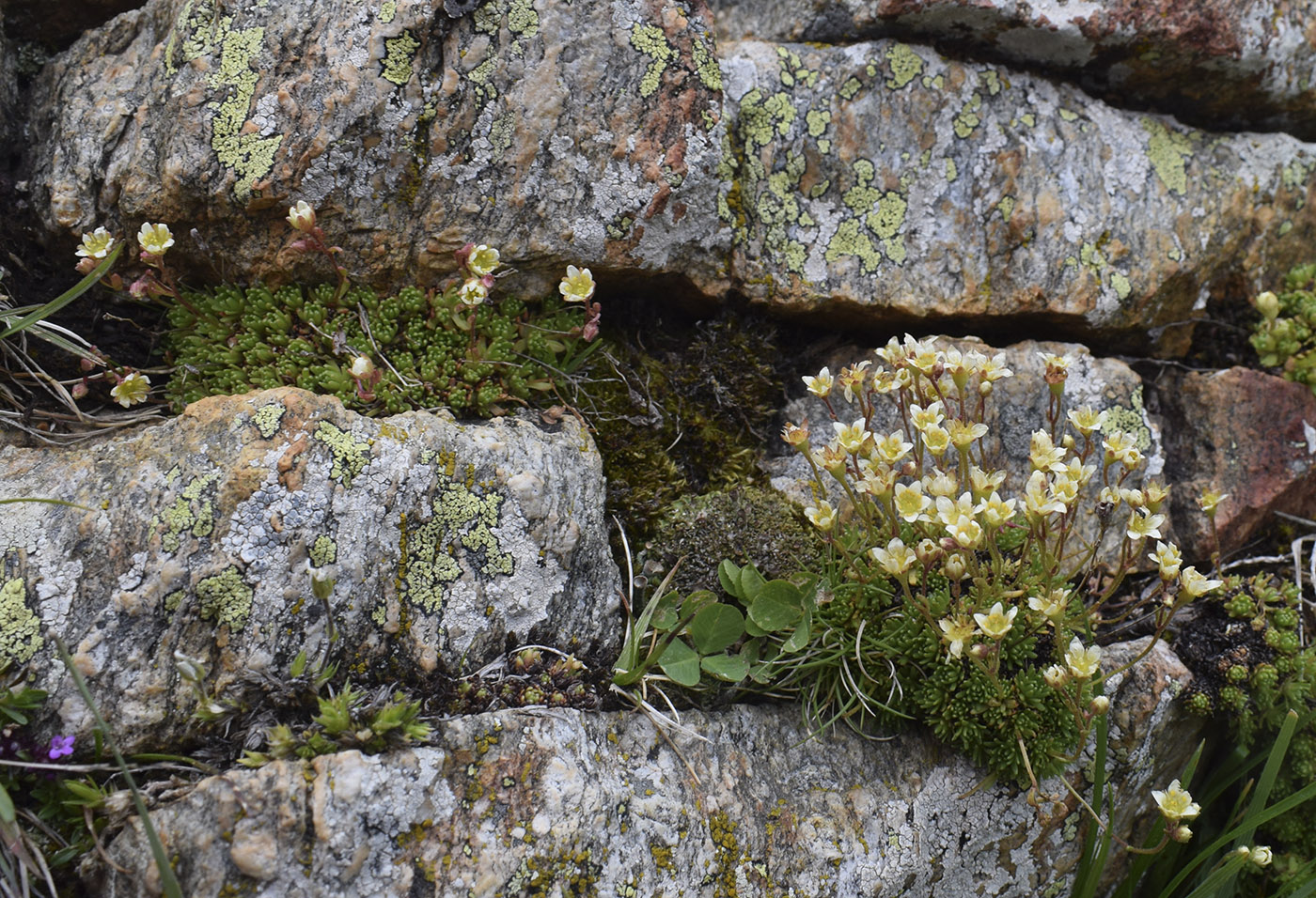 Image of Saxifraga moschata specimen.