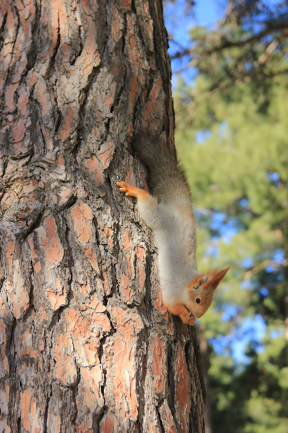 Image of Pinus pityusa specimen.