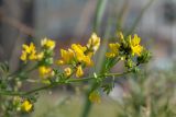 Medicago falcata. Верхушка побега с соцветиями с кормящимися тлями. Республика Саха (Якутия), г. Якутск, на газоне. 02.08.2023.