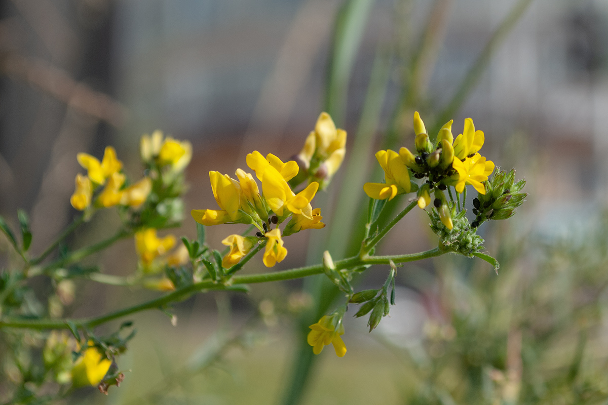 Изображение особи Medicago falcata.