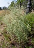 Artemisia jacutica. Цветущее растение. Республика Саха (Якутия), г. Якутск, на берегу протоки. 02.08.2023.