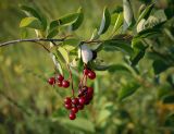 Padus virginiana. Верхушка плодоносящей веточки. Пермский край, г. Пермь, Индустриальный р-н, разнотравный луг. 04.08.2023.