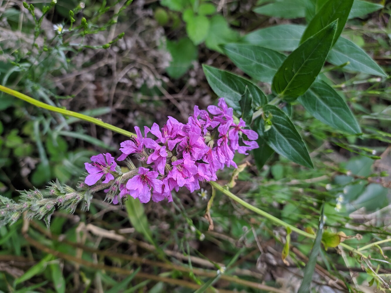 Image of Lythrum salicaria specimen.