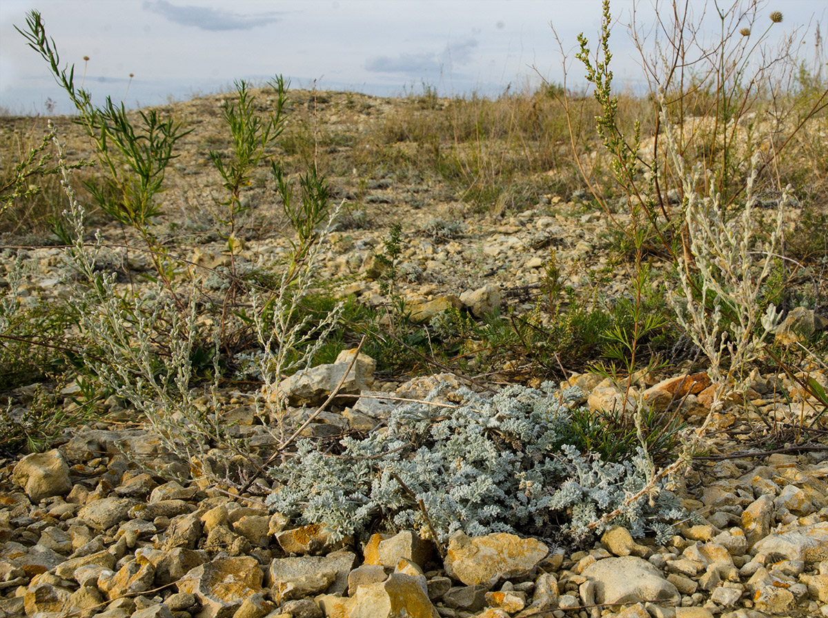 Image of genus Artemisia specimen.