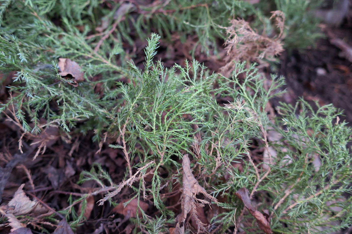 Image of genus Juniperus specimen.