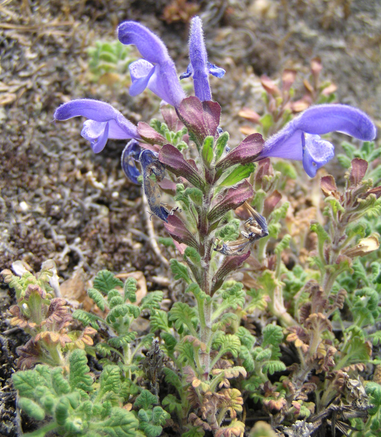 Image of Dracocephalum palmatum specimen.