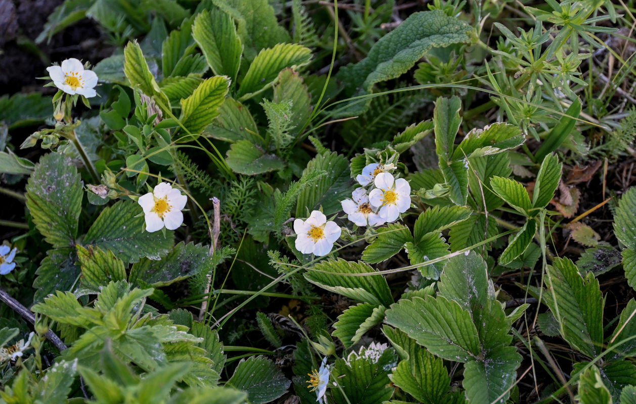 Изображение особи Fragaria viridis.