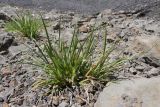 Carex hordeistichos