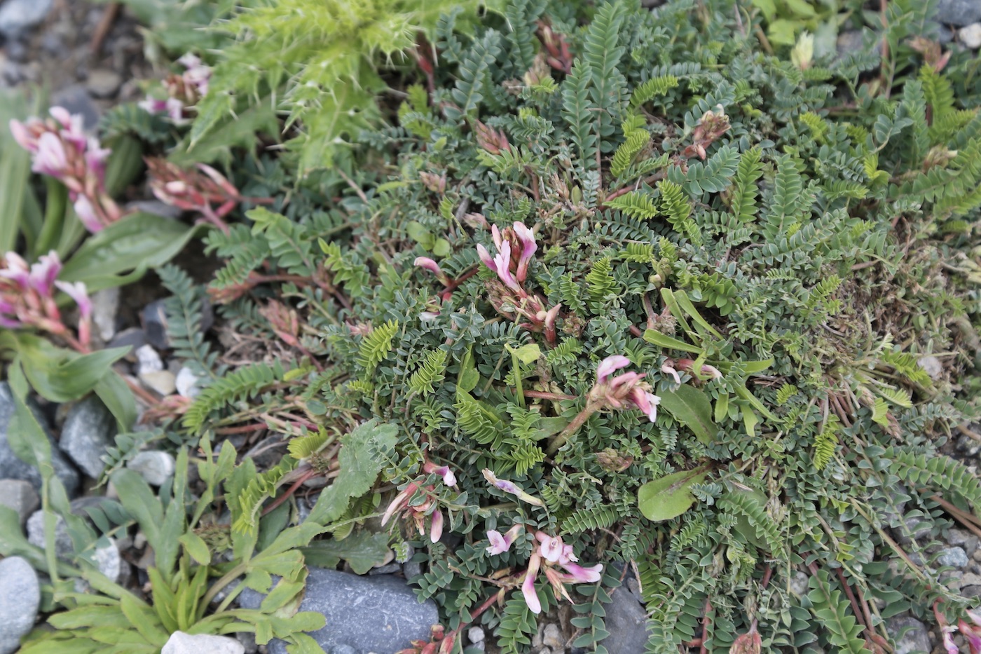 Изображение особи Astragalus buschiorum.