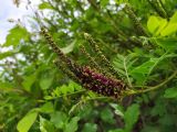 Amorpha fruticosa