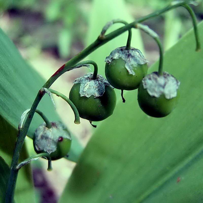 Изображение особи Convallaria majalis.