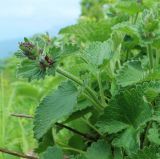 Betonica macrantha