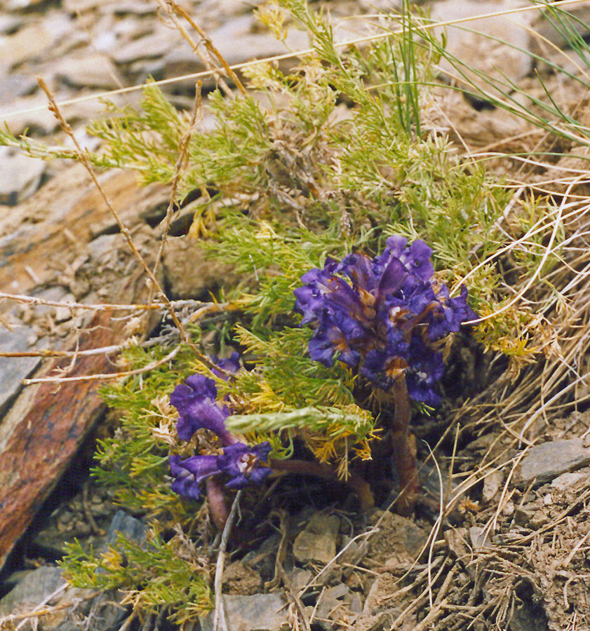Image of Orobanche amoena specimen.
