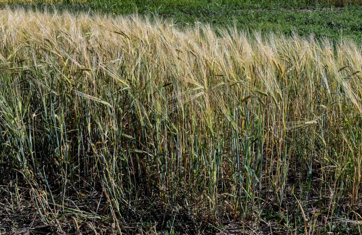 Изображение особи Hordeum distichon.