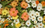 Zinnia elegans