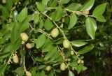 Ziziphus jujuba