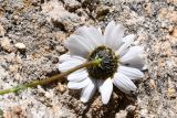 Richteria pyrethroides