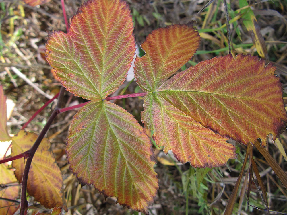 Изображение особи Rubus idaeus.