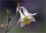Aquilegia vulgaris